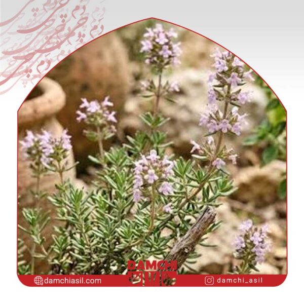 گل اویشن کوهی خراسانی